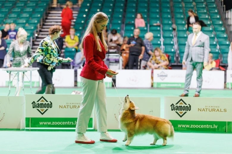 International Dog and Cat Show Latvian Winner - International Dog and Cat Show Latvian Winner