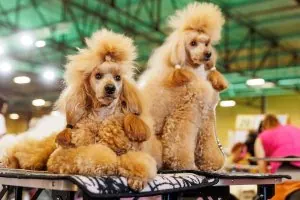 International Pet Industry Fair PetExpo 2025