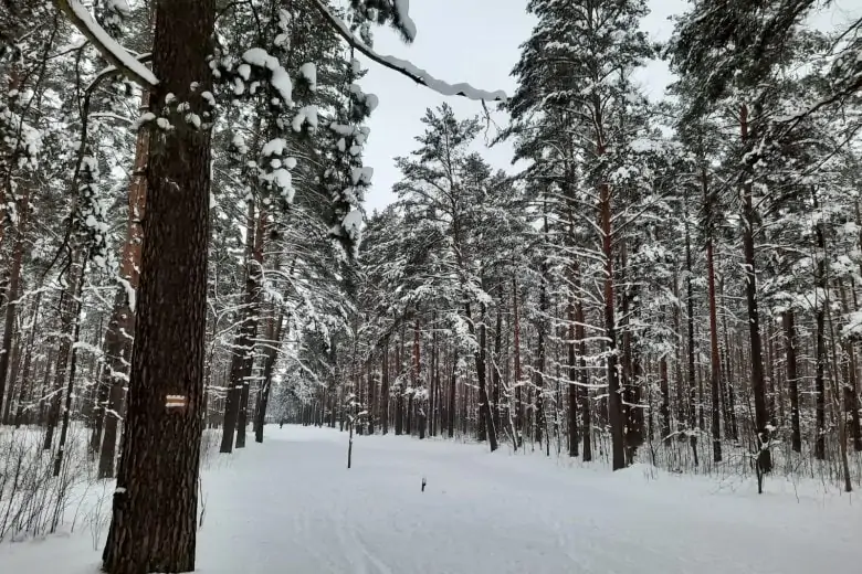 Riga’s hiking guide - Forest trail