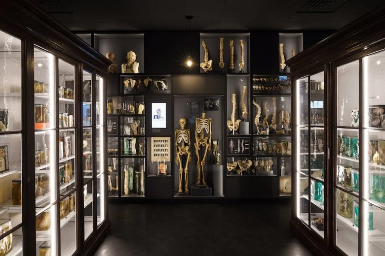 Das Anatomiemuseum der Stradins Universität Riga - Das Anatomiemuseum der Stradins Universität Riga