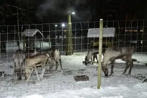 Winternächte im Zoo